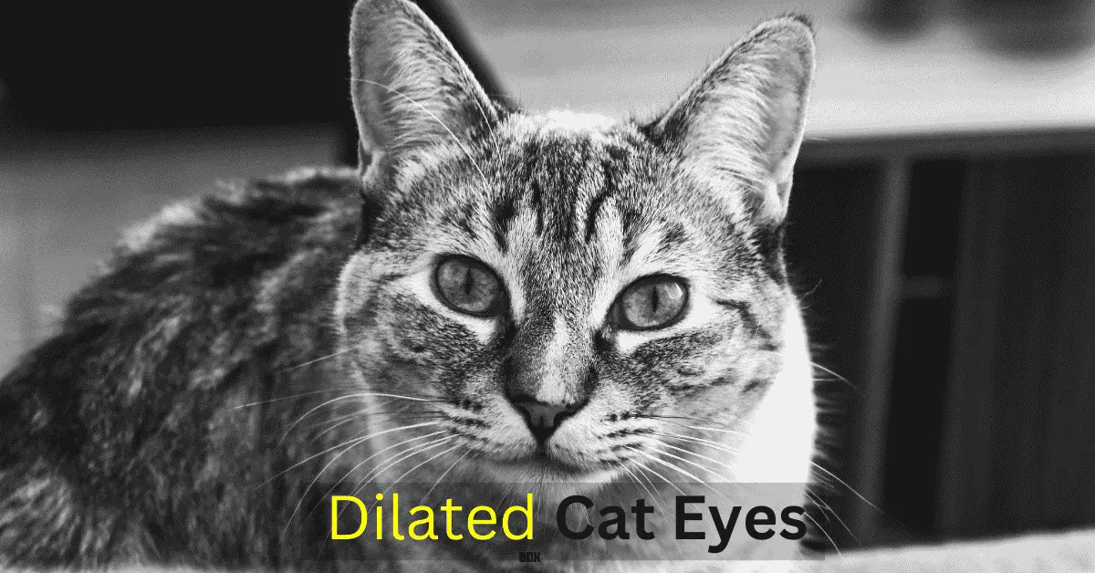 dilated cat eyes