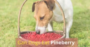 can dogs eat pineberry