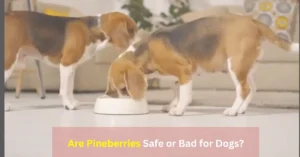 can dogs eat pineberry