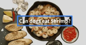 can dogs eat shrimp