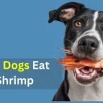 can dogs eat shrimp