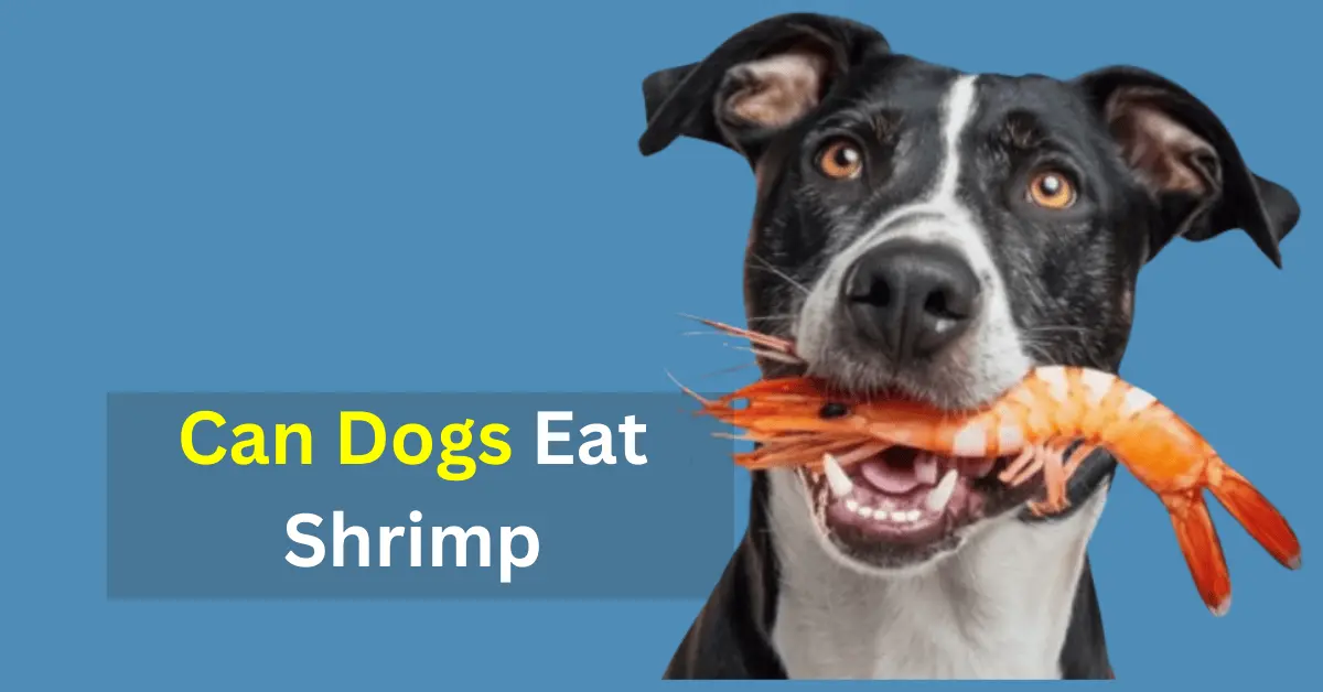 can dogs eat shrimp