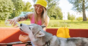cross country road trip with dogs