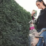 be careful when feeding kangaroo to your dog