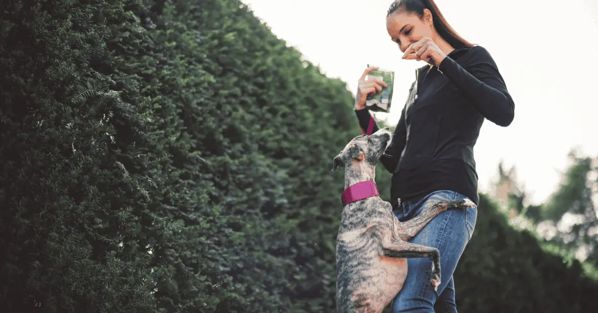 be careful when feeding kangaroo to your dog