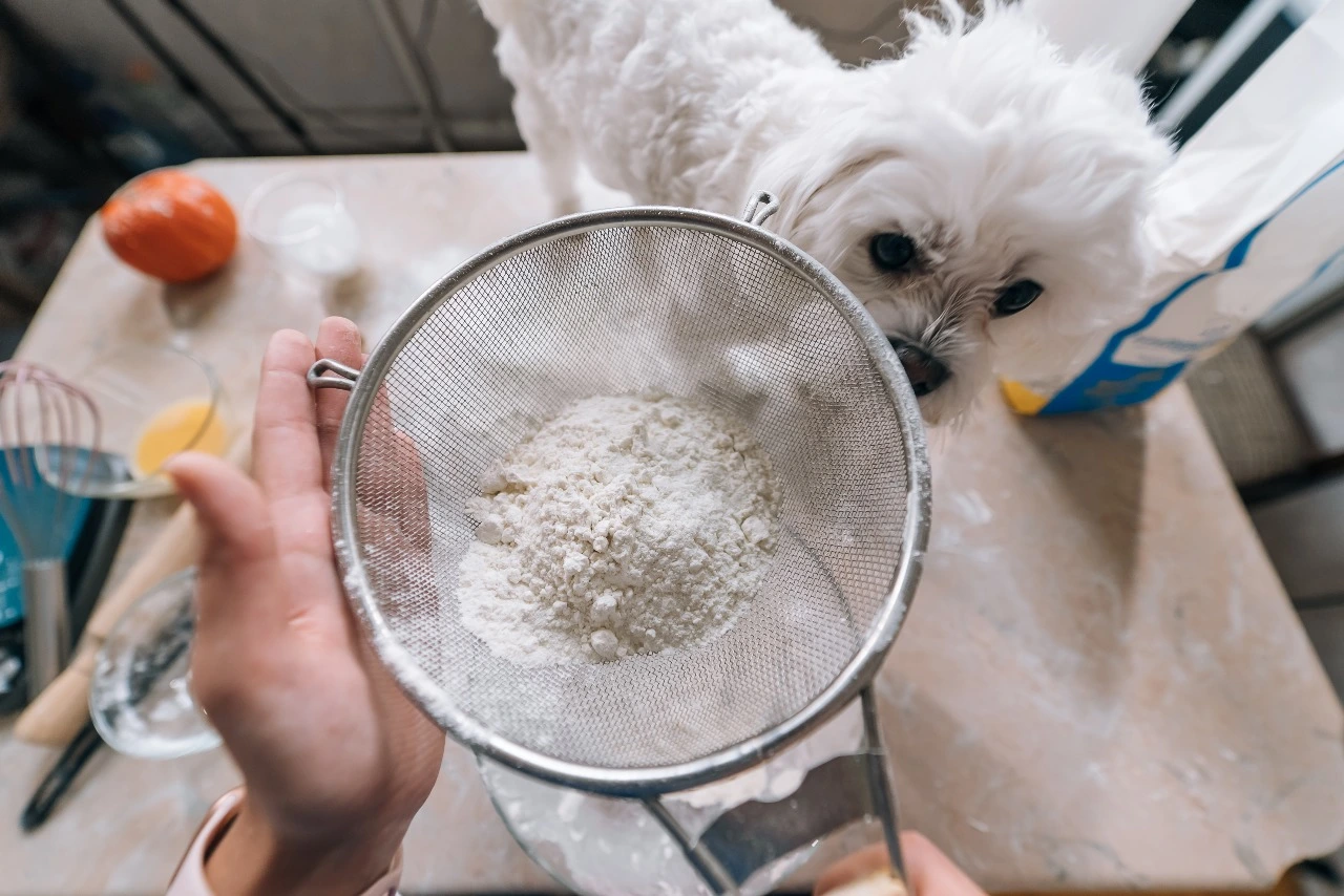 Diatomaceous Earth for dogs