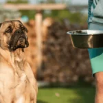 what to feed a dog with bladder stones