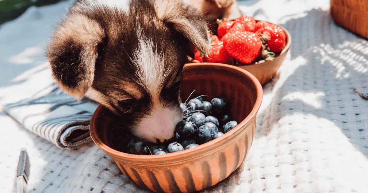 blueberries for dogs