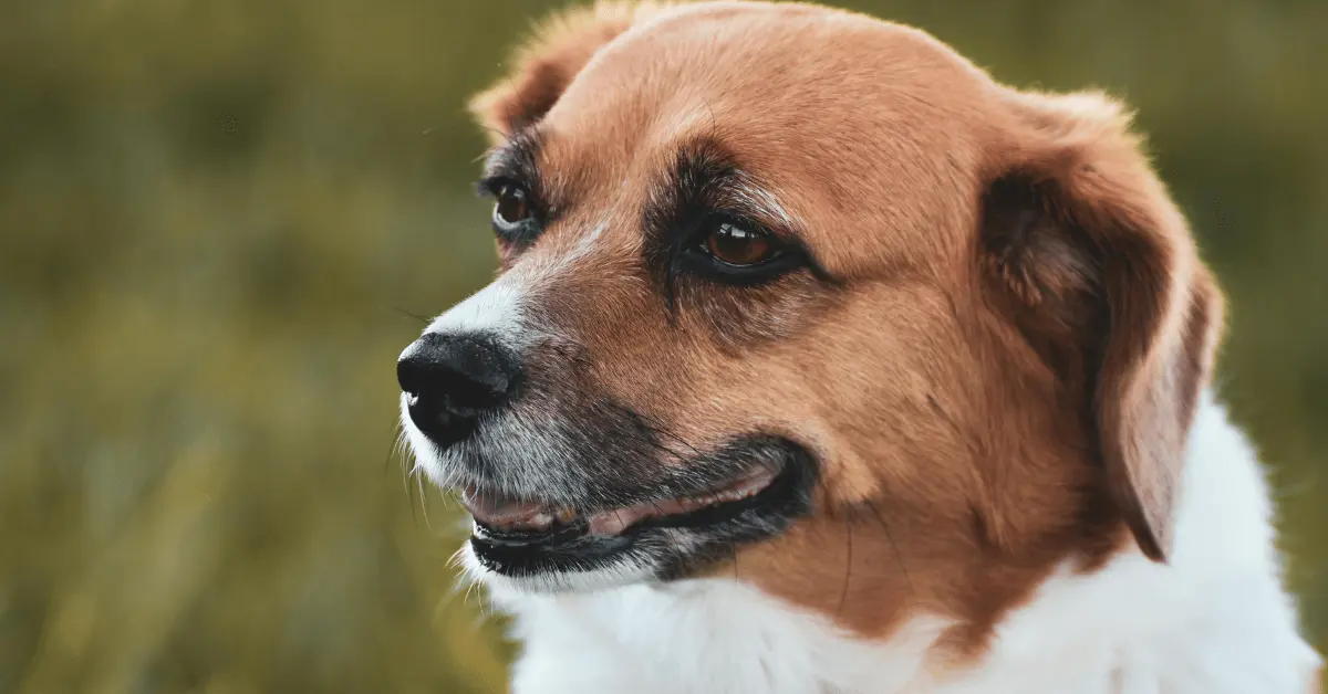 why dogs need iodine