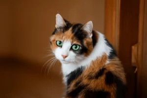 Do Cats Recognize Their Owners