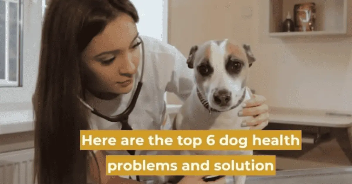 6 tips to prevent health problems in dogs