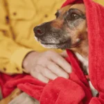 6 easy tips to care for your dogs coat