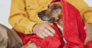 6 easy tips to care for your dogs coat