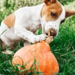 pumpkin seeds a natural dewormer for dogs