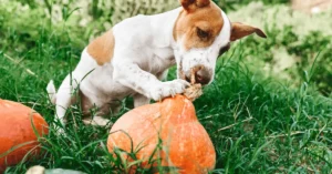 pumpkin seeds a natural dewormer for dogs