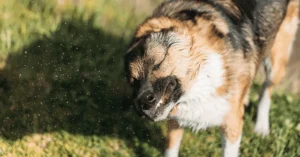why does my dog sneeze