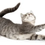why do cats stretch when they see you