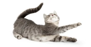 why do cats stretch when they see you