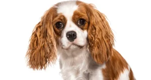 Cavalier King Charles Spaniel