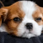 calm small dog breeds