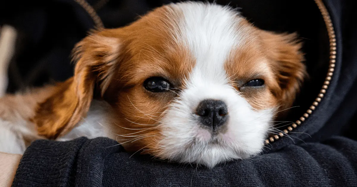 calm small dog breeds