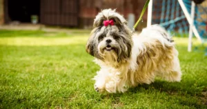 shih-tzu