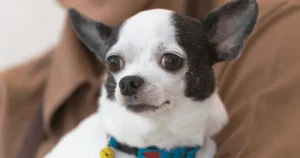 Chihuahua