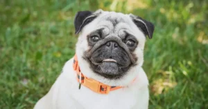 Pug