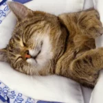 cat pillow for cats