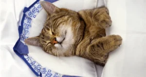 cat pillow for cats