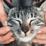 why do some cats purr more than others