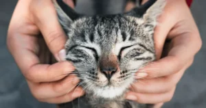 why do some cats purr more than others