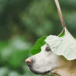 can dogs have sage