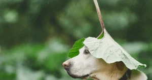 can dogs have sage