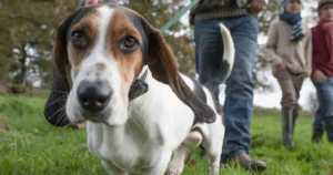 Basset Hound