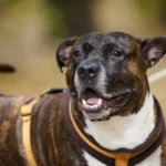 barrel chested dog