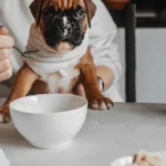 can my dog eat hummus