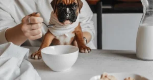 can my dog eat hummus