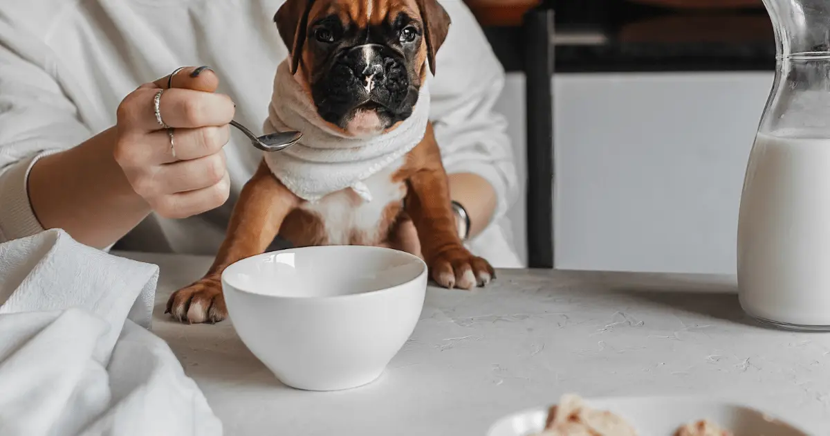 can my dog eat hummus