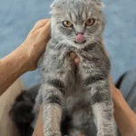 can you train a cat to be cuddly