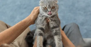 can you train a cat to be cuddly